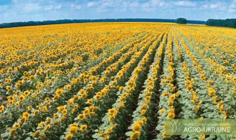 Семена подсолнечника Ясон