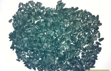 Продам семена подсолнечника, супер стойкий к засухе сорт Тайфун