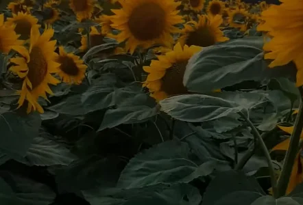 Семена суперраннего подсолнечника