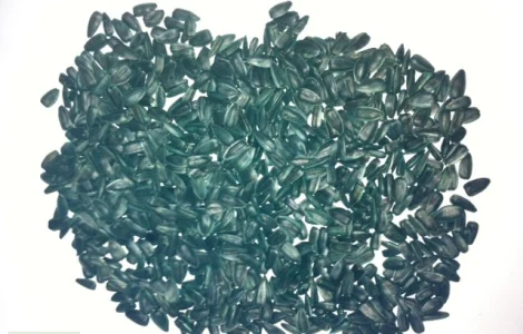 Семена подсолнечника, сорт супер стойкий к засухе "Тайфун"