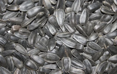 Семена подсолнечника