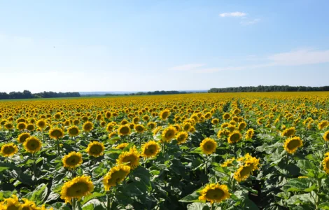 Семена подсолнечника "Лимит". 7+ Заразиха. + видео обзоры клиентов