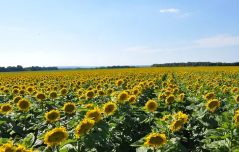 Семена соняшника "Ліміт" на продаж