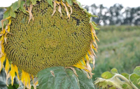 Семена подсолнечника "Аракар". 7+ заразиха + видео обзоры клиентов