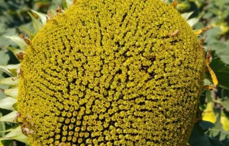 Насіння соняшника