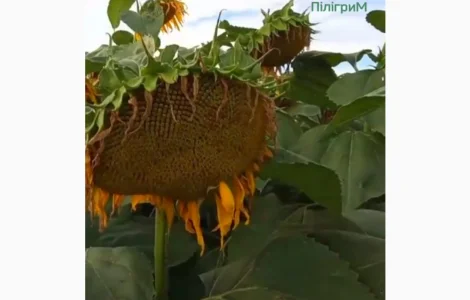 Семена подсолнечника "Флокс". 50 гр гранстара. 7+ Заразиха+ видео обзоры клиентов