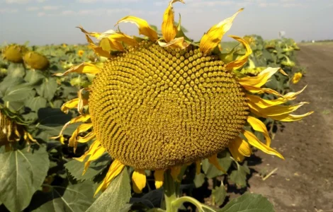 Насіння соняшника Бомонд. 60 гр гранстар