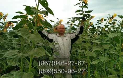 Семена кондитерского подсолнечника