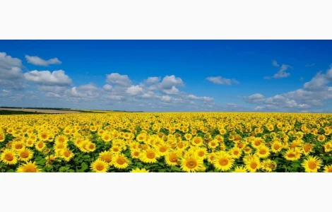 Закуповуємо соняшник/Закупаем подсолнечник