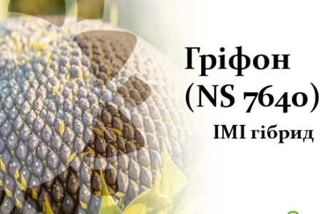 Насіння соняшника Гріфон NS 7640 в продаже