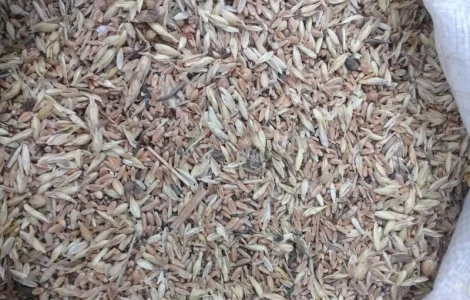 Закупка зерноотходов, некондиции