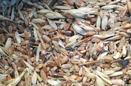 Закупка зерноотходы, некондиция зерновых, масличных, бобовых