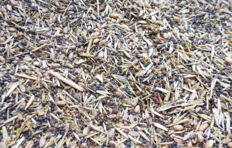 Зерноотходы, некондиция закупаем дорого