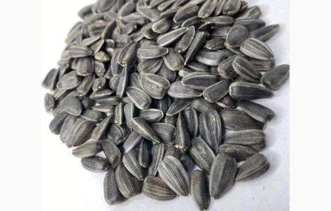 Продам соняшник кондитерський ДЖИН ЛАКОМКА