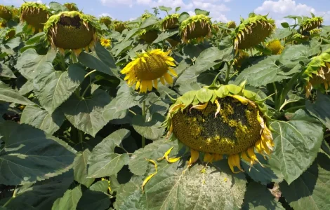 ЕС САКСОН 50ц/га Экстра фракция. Семена подсолнечника САКСОН Экстра A-G