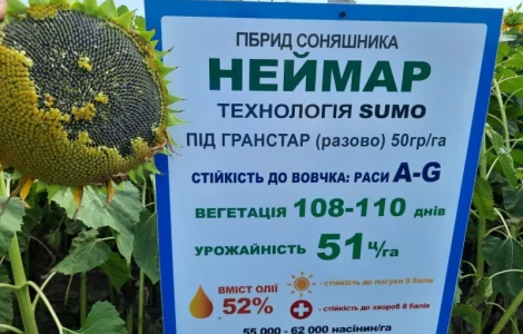 Неймар під гранстар. Гібрид Неймар 43ц/га. Соняшник Неймар вовчок раси A-G