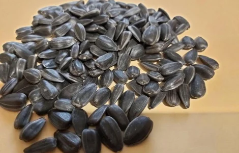 Продам подсолнух кондитерский 120 тонн, сорт Лакомка, ДЖИНН