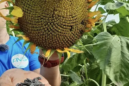 Закупаем подсолнечник с места