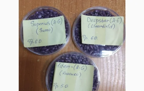 Продам насіння соняшнику Сементіс ( Sementis) врожаю 2024 року фракції XL