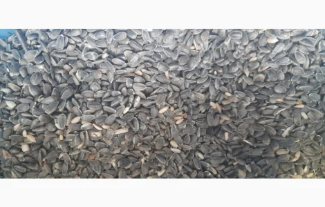 Семечка некондиционная