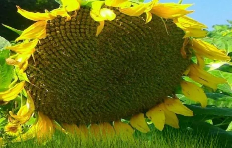 Насіння соняшника НЕЙМАР (A-G+) НОВЫЙ толерантный к гранстару