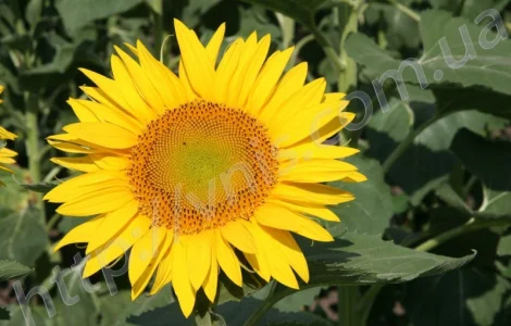 Насіння соняшника Карлос 105 (105 дн)