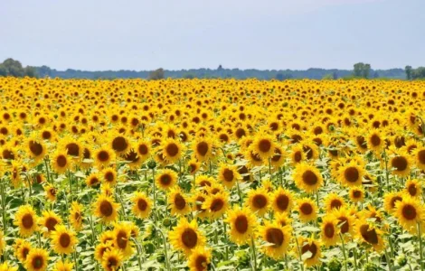 Насіння соняшника Карат