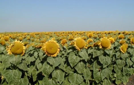 Насіння соняшник Флоріан (105 днів)