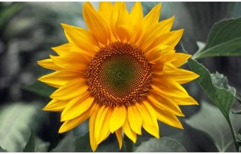 Насіння соняшника - УРБАН ОR 7