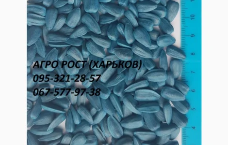 Семена подсолнечника кондитерского Джин