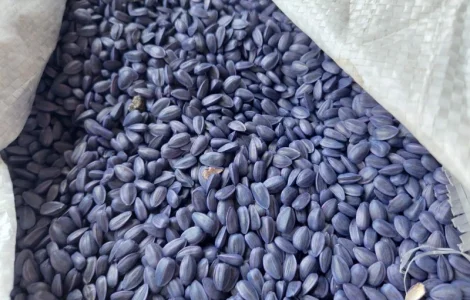 Купим некондиционный посевмат подсолнечника