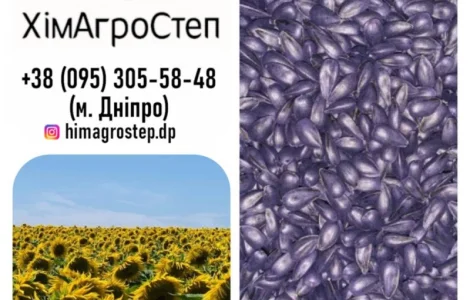 Насіння соняшника, гібрид ГУСЛЯР (повна стиглість 105 діб.)