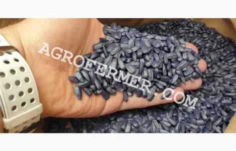 Семена соняшнику FORK (трансгенний гібрид) в продажу