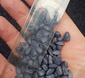 NEWTON - новый качественный гибрид в линейке подсолнечника