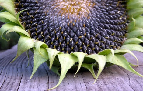 Господарство продає екологічно чистий соняшник