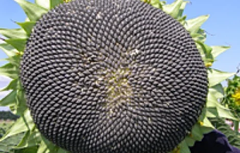 Кондитерські сорти соняшника, насіння, 1р. СПК, Лакомка, Люкс, Добриня, та ін