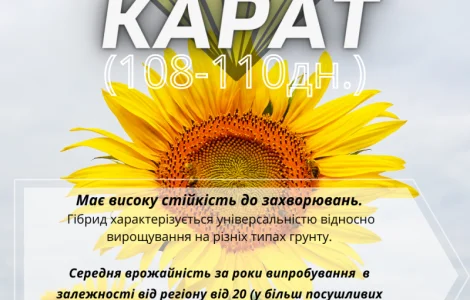 Насіння соняшника гібрид Карат(SU)- стійкий до вилягання та посухи