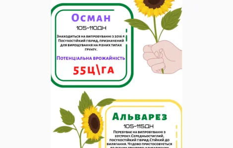 Насіння соняшника ОСМАН і АЛЬВАРЕЗ під євро-лайтнінг