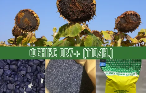 Продам! Семена подсолнечника Гибрид ФЕНИКС OR7+ (110дн.)