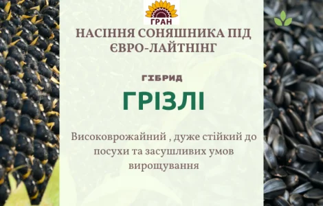НОВИНКА 2021г. НАСИПЬ семян подсолнечника под Евролайтнинг - ГРИЗЛИ (100-107дн)