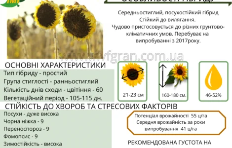 Насіння від виробника - ІМІ гібрид соняшника - Альварез