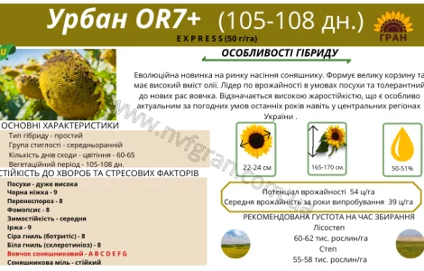 Семена подсолнечника под гранстар гибрид - УРБАН OR7(110дн)