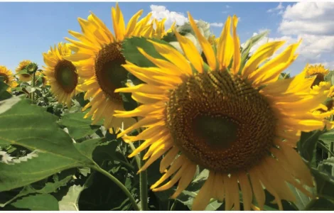 ИМПАКТ гибрид подсолнечника NUSEED продам