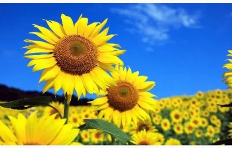 Соняшник Флоріан, класичний, Арт-Агро