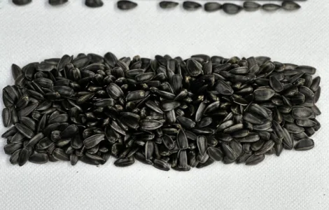 Продам соняшник кондитерській