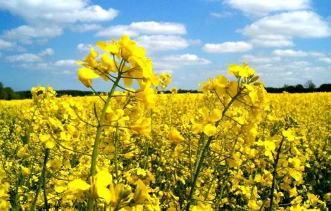 Куплю рапс НАЛ/БН