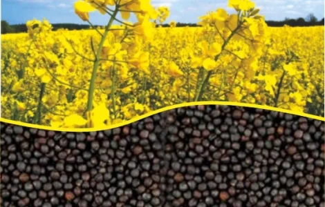 Закуповуємо ріпак