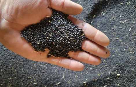 Продам ріпак