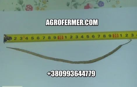 Семена рапса ROSS