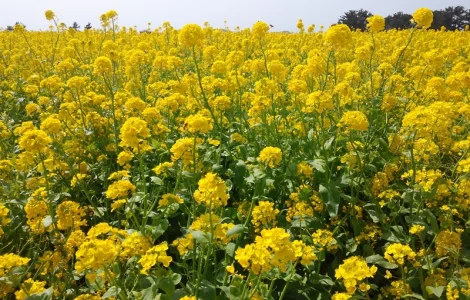 Насіння озимого ріпаку Редстоун